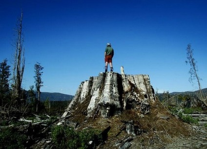 Giant eucalyptus australia