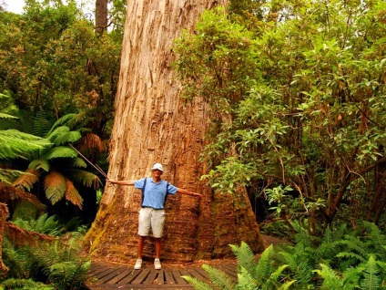 Giant eucalyptus australia