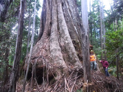 Giant eucalyptus australia