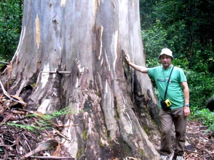 Giant eucalyptus australia