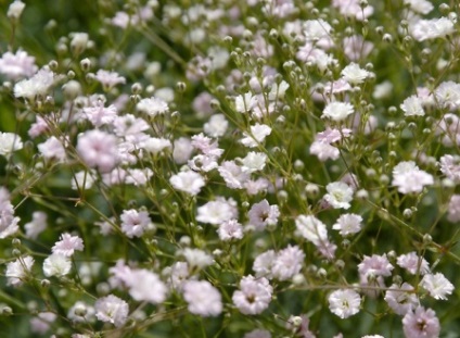 Plantarea și îngrijirea plantelor perene Gypsophila