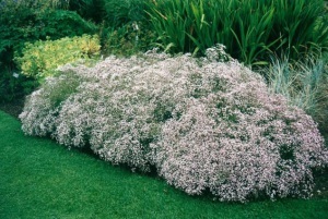 Plantarea și îngrijirea plantelor perene Gypsophila