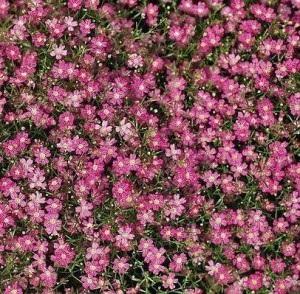 Gypsophila - un ornament al unei grădini de rocă, o fermă exemplară