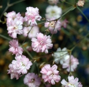 Gypsophila - un ornament al unei grădini de rocă, o fermă exemplară