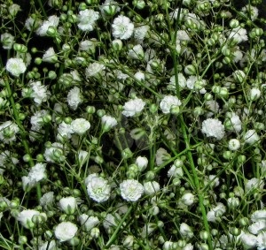 Gypsophila - un ornament al unei grădini de piatră, o gospodărie exemplară