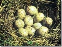 Birds cuiburi fotografie de un cuib de păsări în nivelul inferior în iarbă, birendeyka - plumb de pădure