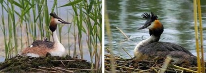 Birds cuiburi fotografie de un cuib de păsări în nivelul inferior în iarbă, birendeyka - plumb de pădure