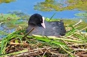 Birds cuiburi fotografie de un cuib de păsări în nivelul inferior în iarbă, birendeyka - plumb de pădure