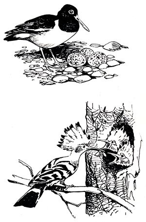Fészkelő madarak - Gyermek Encyclopedia (első kiadás)