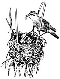 Hrănirea în păsări - enciclopedie pentru copii (prima ediție)