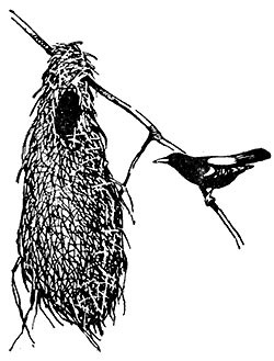 Fészkelő madarak - Gyermek Encyclopedia (első kiadás)