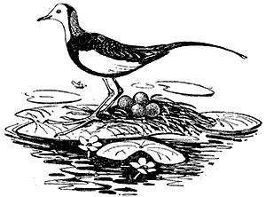Hrănirea în păsări - enciclopedie pentru copii (prima ediție)