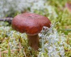 Фото Lactarius Rufus, годни за консумация, или не, в чието описание се разраства