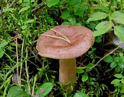 Lactarius Rufus - ehető gombák, vagy sem