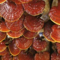 Bitter - caracteristici de pregătire și conservare, site de ciuperci