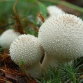 Bitter - caracteristici de pregătire și conservare, site de ciuperci