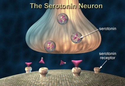 Serotonina seronega responsabilă de fericire