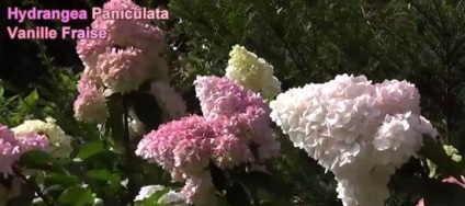 Hydrangea panicle vanilla freize descriere, îngrijire, plantare, fotografie