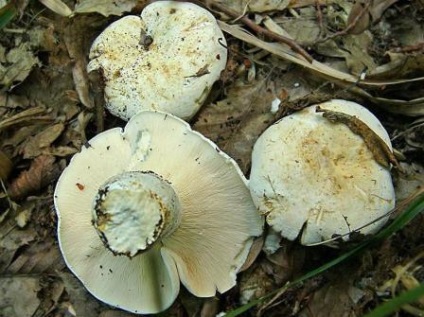 Gombák kép gombák
