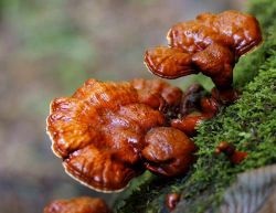 Descrierea ciupercii Reishi, cererea de tratament, recenzii de medici, fotografii, unde cresc în Rusia,