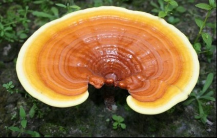 Descrierea ciupercii Reishi, cererea de tratament, recenzii de medici, fotografii, unde cresc în Rusia,