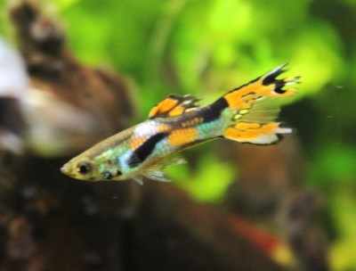 Guppy Endler - forum de acvaristi din Astrakhan