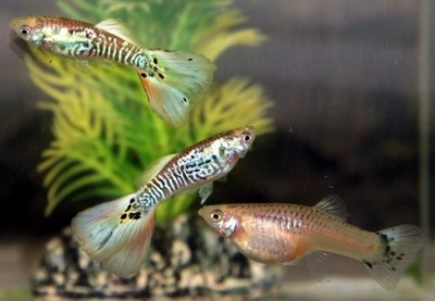 Guppy Endler - forum de acvaristi din Astrakhan