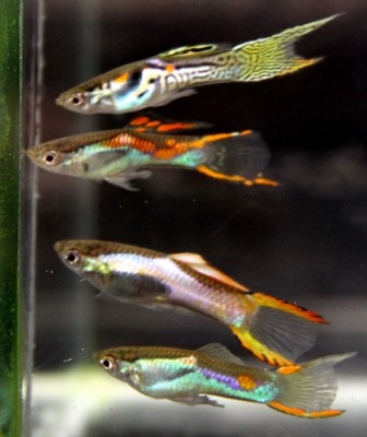 Guppy Endler - forum de acvaristi din Astrakhan