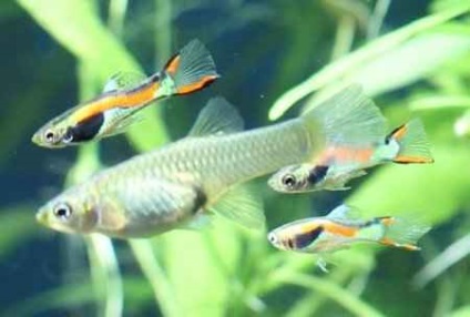 Guppy endur gold (guppy golden endler) - lumea animalelor