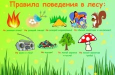 Jocuri de cunoștințe pentru adolescenți în tabăra copiilor