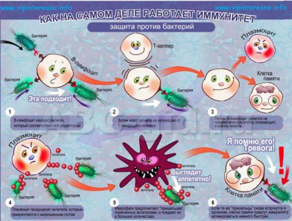 Az immunrendszer és a test egyéb védelem