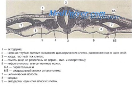 Implantarea ovulelor