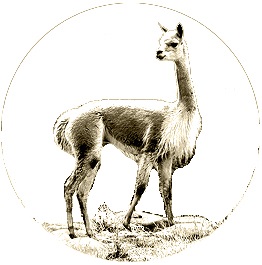 Inca, vicuna