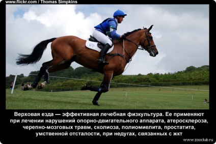 Interesante despre fotografii despre cai, fapte curioase despre cai in poze, informatii despre cai,