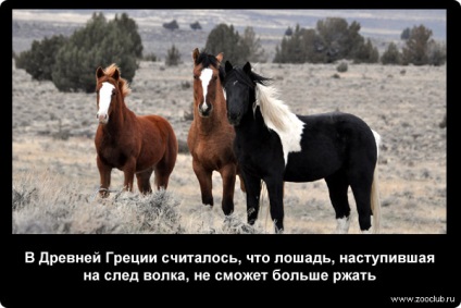 Érdekességek a lovak fotók, érdekes tényeket lovak képek, fényképek tényeket lovak,