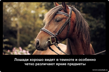 Interesante despre fotografii despre cai, fapte curioase despre cai in poze, informatii despre cai,