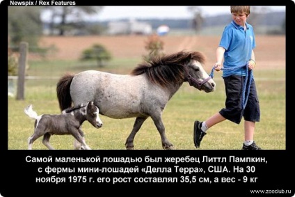 Érdekességek a lovak fotók, érdekes tényeket lovak képek, fényképek tényeket lovak,