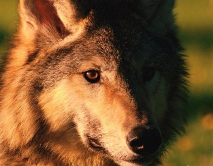 Informații interesante despre lupi