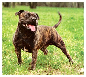 Istoria rasei - Staffordshire Terrier