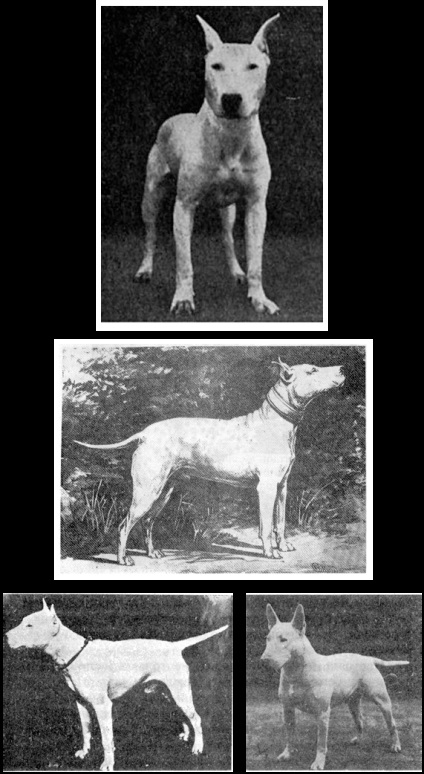 Istoria rasei - Staffordshire Terrier