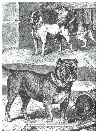 Istoria rasei - Staffordshire Terrier