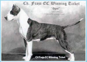 Istoria rasei - Staffordshire Terrier