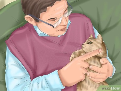 Cum să antrenezi o pisică