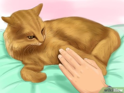 Cum să antrenezi o pisică