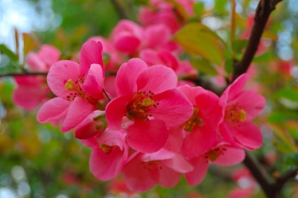 Cum să fotografiezi florile în primăvară, poze de lux