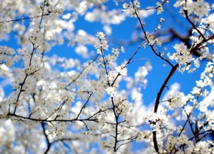 Cum să fotografiezi florile în primăvară, poze de lux