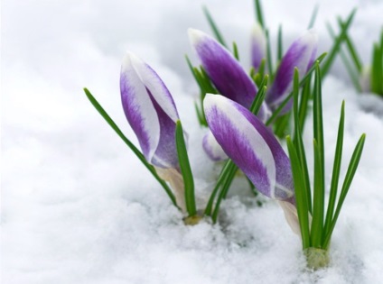 Cum să fotografiezi florile în primăvară, poze de lux