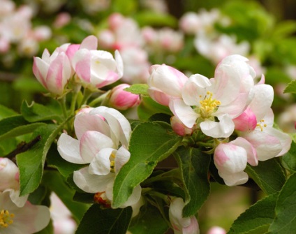 Cum să fotografiezi florile în primăvară, poze de lux