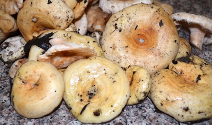 Cum sa preparati pistrui sarat si marinat pentru retete de gatit pentru ciuperci in cutii