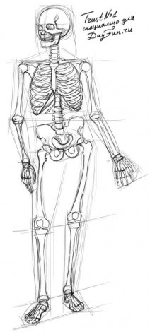 Cum de a desena un schelet în etape, lecții bune
